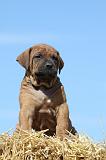 TOSA INU 189